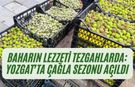 Baharın Lezzeti Tezgahlarda: Yozgat’ta Çağla Sezonu Açıldı