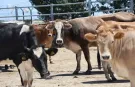 Kurbanlık fiyatlarında milyonların beklediği tarife netleşti