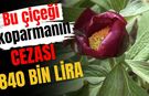 Bu çiçeği koparmanın cezası 840 bin lira