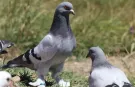 Güvercinlerin sırrı çözüldü! Meğer yönü böyle buluyorlarmış