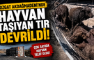 Yozgat Akdağmadeni'nde Hayvan Taşıyan Tır Devrildi