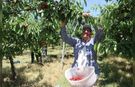 Yozgat'ta 5 Bin Dönümlük Dev Meyve Bahçesinde Hasat Başladı: Rekor Verim Avrupa'ya İhraç Ediliyor
