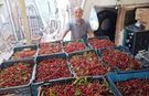 Hasat başladı ama üretici toplamayacak! Kilosu 40 TL, işçi yevmiyesini bile karşılamıyor