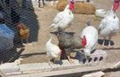Yozgat'ta Kanatlı Hayvan Yetiştiricilerine Önemli Uyarı
