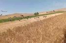 Yozgat'ta Leylekler Bu Kez Sürü Halinde Görüldü