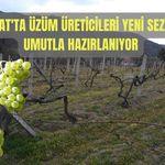 Yozgat'ta Üzüm Üreticileri Yeni Sezona Umutla Hazırlanıyor