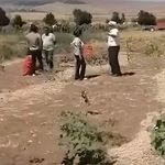 Yozgat Kazankaya’da Soğan Tarlada Kaldı: Çürümeye Bırakıldı