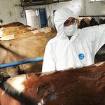 Yozgat'ta Kene Alarmı! Büyükbaş Hayvanlar İlaçlanacak