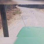 Yozgat'ta Yaban Çil Keklikler Köy Merkezine İndi