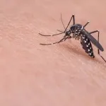 Sivrisineklerden bulaşıyor! Kritik uyarı geldi