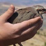 Kırıkkale'de 400 kınalı keklik doğaya salındı: 23 yılda toplam 21 bin 25'e ulaşıldı