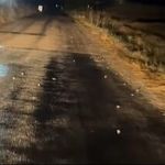 Yozgat Sarıkaya’da Sağanak Sonrası İlginç Manzara: Kurbağalar Yollara Akın Etti!