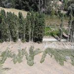 Sorgun'da kavak kesimi sürüyor: 30 yılda yetişen ağaç hem kereste hem birikim aracı
