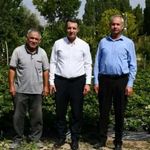 Yozgat Sorgun'da Çilek Üretimi Yerinde İncelendi