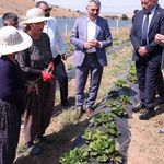 Yozgat’ta Çilek Üretimi Büyüyor: 150 Dekarlık Alanda 60 Kişiye İstihdam