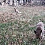 Yozgat'ta Şaşırtan Görüntüler: Tilkiler Köy Halkıyla Yaşıyor