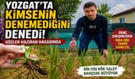 Yozgat'ta Kimsenin Denemediğini Denedi! Gözler Haziran Hasadında