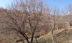 Şubat ayında badem ağaçları çiçek açtı, üreticileri don endişesi sardı