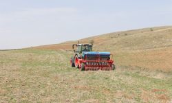 Toprak işlemesiz tarım maliyetlerini düşürüyor