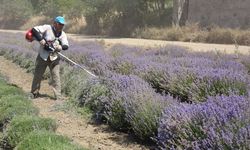 Yozgat Tarımında Tıbbi Aromatik Devrim: Lavanta ve Safran Verim Raporu Açıklandı!