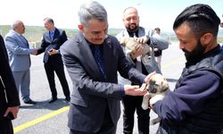 Yozgat’ta  3 bine yakın sokak hayvanı toplandı
