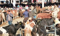 ‘Tarım cebimde’ ile 3 adımda kurbanlık sorgulama