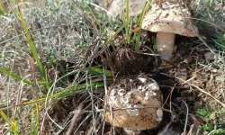 Mantar zehirlenmelerine dikkat