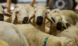 HER KURBAN LÖSEMİLİ ÇOCUKLARA CAN