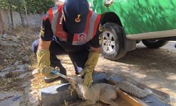 Devriye Sırasında Fark Ettiler: Ağır Yaralı Hayvan Hemen Tedaviye Alındı