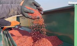 Yozgat'ta Buğday Ekimi Alarmı! Kuraklık, Çiftçiyi Kasım Ortasına Mecbur Etti