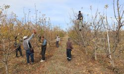 Yozgat'ın Köyünde 800 İşçiye İstihdam Sağlanıyor