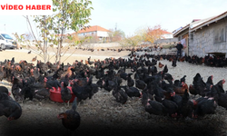 Köyüne Dönüş Hayatını Değiştirdi: Yozgat’ta İstihdam Sağlayan Özel Girişim Dikkat Çekiyor