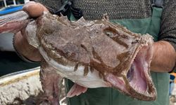 Sadece Kuyruğu Yeniyor: Faydası Saymakla Bitmiyor!