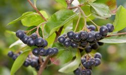 Süper Meyve Aronya Türkiye'de Yayılıyor, Ekeni Zengin Ediyor!