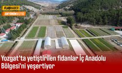 Yozgat'ta yetiştirilen fidanlar İç Anadolu Bölgesi'ni yeşertiyor