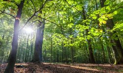 Yozgat'ta En Kolay Yetişen Bitki Hangisi? İşte Doğanın İkramı