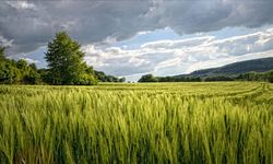 Yozgat'ta şaşırtan fiyat: 15 dönümlük ahır için mahkeme bu rakamı istedi