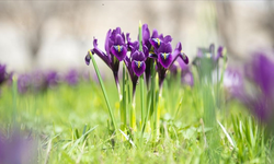 2026 Yılı İçin İhracatı Yasak ve Kotaya Tabi Doğal Çiçek Soğanları Belirlendi