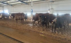 Kırsalda örnek yatırım: Yozgat’ta Uruguay’dan getirilen damızlıklarla büyüyen işletme