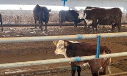 Yozgat’ta modern damızlık etçi ırk işletmesine ziyaret