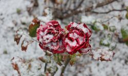 Yozgat’ta çiçekler kar altında kaldı