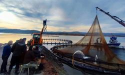 Yozgat’ta Canlı Alabalık Hasadı Sürüyor