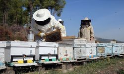 Arıcılara mesleki standart geliyor