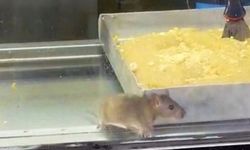 Börekçide İğrenç Olay: Fare Vitrinde Börekler Tepside