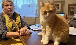 Dünyada Bir İlk Kediye Ev Hapsi!
