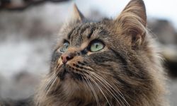 Evcil Hayvanı Olanlar Dikkat: Bu Tarihi Kaçıran Büyük Paralar Ödeyecek