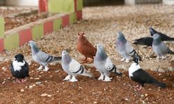 Yozgat’ta Evine Hacze Gidilen Vatandaşın Güvercinlerine El Konuldu