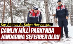 Kar Altında Aç Kalan Hayvanlar... Çamlık Milli Parkı'nda Jandarma Seferber Oldu