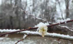 Kış ve bahar aynı karede: Yozgat’ta çiçekli erik ağaçlarına kar sürprizi