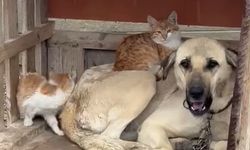 Yağışlı havada ortaya çıkan sıcak kare: Kedi ve köpeğin yağmur molası herkesi gülümsetti